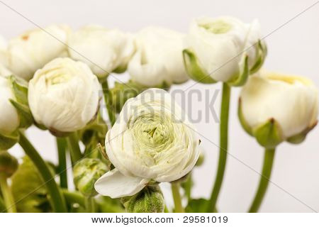 Ranuncolo bianco