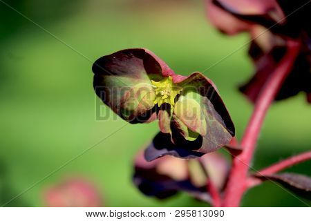Close Up Of The Unusual Green Flowers Of Euphorbia Amygdaloides Purpurea, Also Known As Purple Wood 
