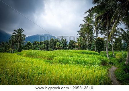 Paddy Field Rice Terraces In Munduk, Bali, Indonesia