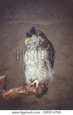Barred Malay Eagle Owl Perched On Tree