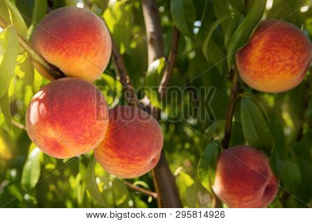 Many Ripe Peaches On The Branches Of A Tree, The Concept Of Harvest