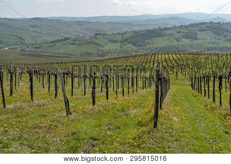 Oltrepo Pavese, Pavia, Lombardy, Italy: Country Landscape Of The Vineyards In Springtime (april)