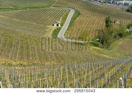 Oltrepo Pavese, Pavia, Lombardy, Italy: Country Landscape Of The Vineyards In Springtime (april)