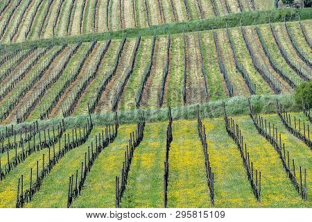 Oltrepo Pavese, Pavia, Lombardy, Italy: Country Landscape Of The Vineyards In Springtime (april)