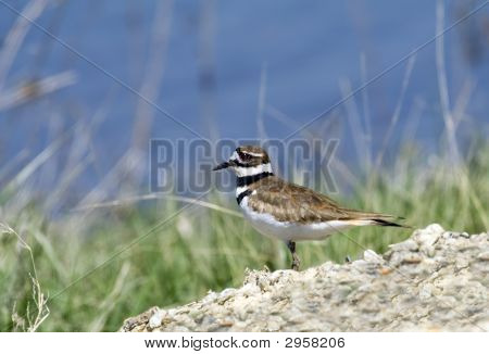 Killdeer