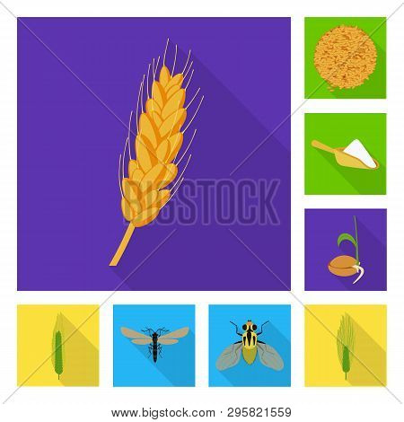 Isolated Object Of Wheat And Corn Icon. Collection Of Wheat And Harvest Stock Vector Illustration.