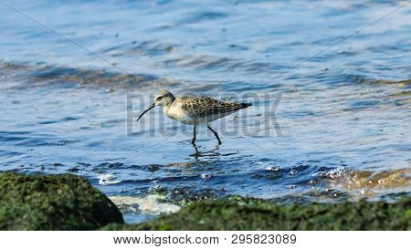 Curlew Sandpiper, Calidris Ferruginea, At Sea Shoreline Searching For Food, Close-up Portrait In Tid