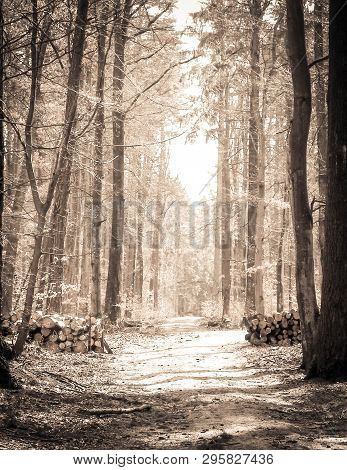 Springtime, Forest Awakens Again After The Winter Break. The Spring Sun Breaks Through The Trees On 