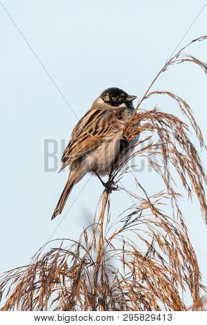Beautiful nature scene with Common Reed Bunting (Emberiza schoeniclus). Wildlife shot of Common Reed