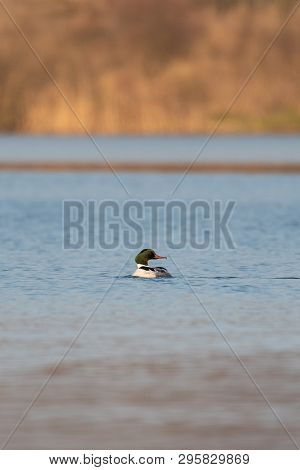 Beautiful Nature Scene With Bird Common Merganser (mergus Merganser). Wildlife Shot Of Bird On The P