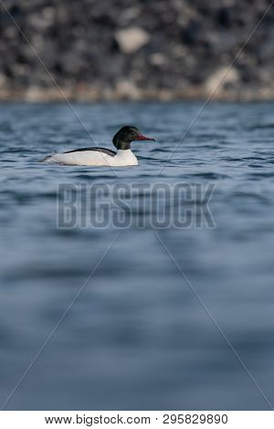 Beautiful nature scene with bird Common merganser (Mergus merganser). Wildlife shot of bird on the p