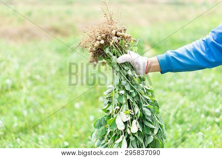 Closeup Gardener Holding Fresh Raw Peanut With Happy Face In The Green Field, Selective Focus