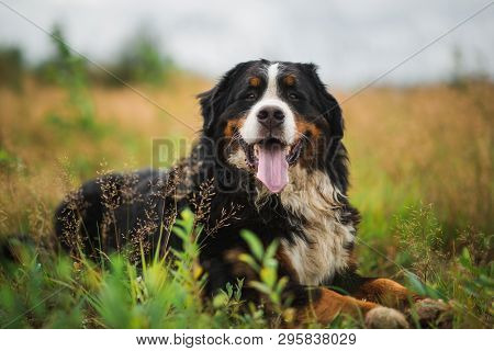 Bernese Mountain Dog In The Summer Meadow