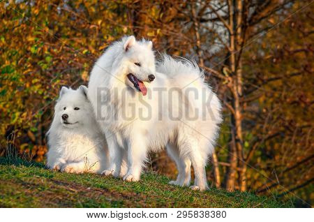 Two Beautyful Portraits Siberian Samoyed Husky Dog In Park On Autumn Sunset