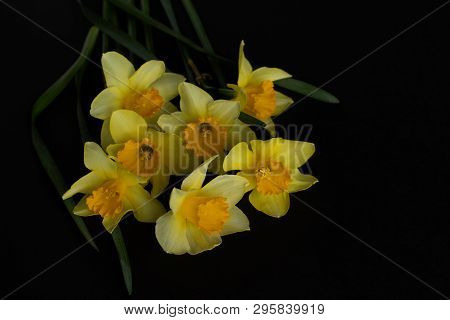 Close-up Of A Bouquet Of Yellow Daffodils On A Black Background