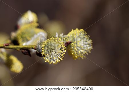 Willow Flowers On The Branch, Blooming Verba In Spring Forest. Palm Sunday Symbol, Easter Background