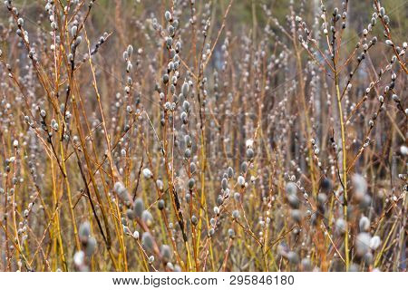 Willow Branches With Buds In Early Spring, Selective Focus. Pussy Willow Branches With Catkins. Spri