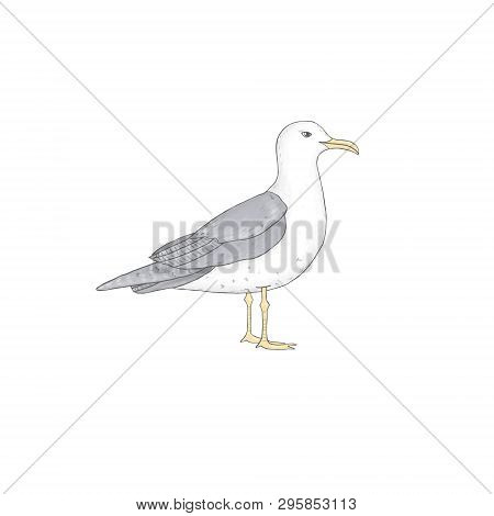 Sea Gull Similar Clip Art Bird Illustration On White Background