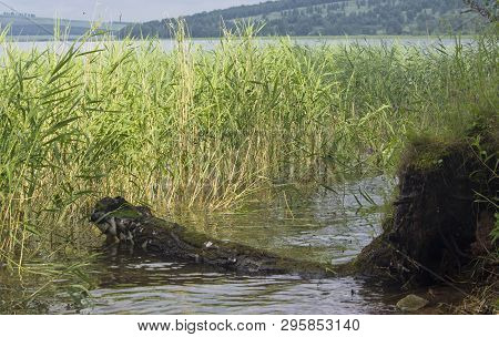 Large Lake In Siberia. Reeds Grow In The Water.