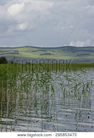 Large Lake In Siberia. Lake And Hilly Area. Reeds Grow In The Water.