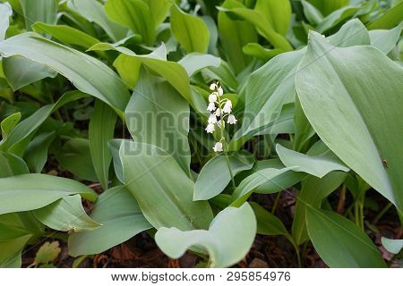 Flowering Stem In The Leafage Of Lily Of The Valley