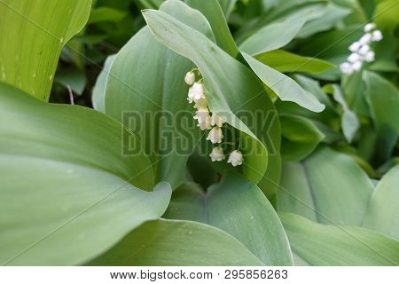 White Flowers And Green Leaves Of Lily Of The Valley