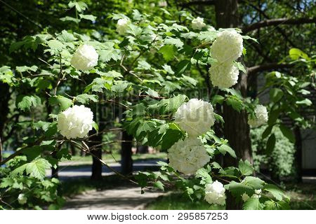 Snowball Like White Flowers Of Viburnum Opulus
