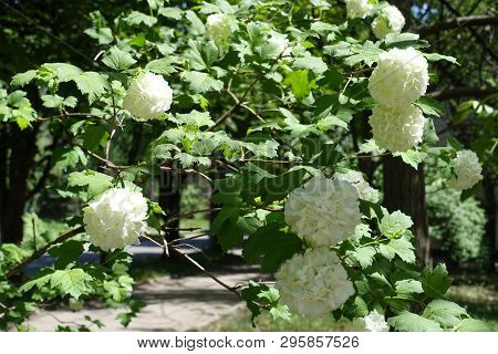 Viburnum Opulus Sterile In Full Bloom In May