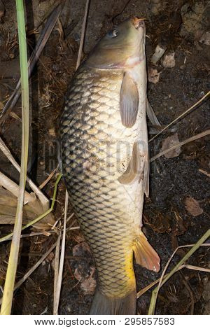 The Common Carp Or European Carp Cyprinus Carpio Is The Most Famous Freshwater Fish In The World