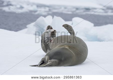Crabeater Seal Resting On Ice Flow, Antarctica