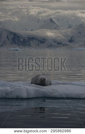 Crabeater Seal Resting On Ice Flow, Antarctica