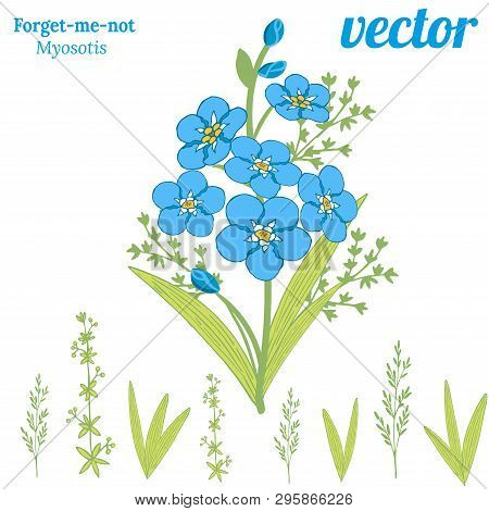 Bouquet Of Beautiful Flowers Of Forget-me-not. Spring Blue Flowers Myosotis And Green Herbs