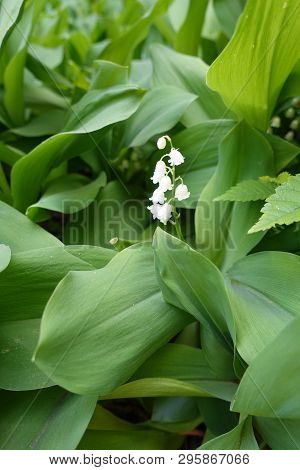Pure White Flowers In The Leafage Of Lily Of The Valley