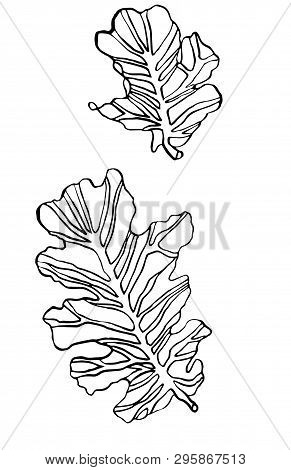 Decorative Vector Illustration Oak Leaves With Streaky On White Background