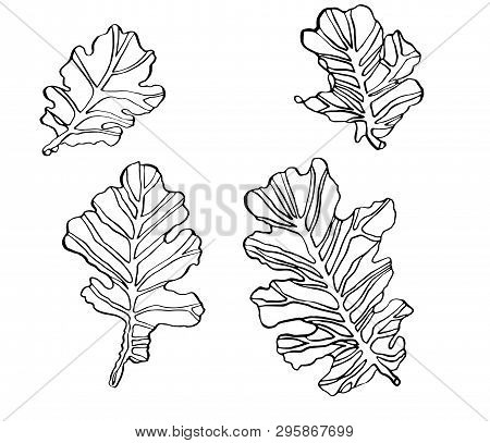 Decorative Set Vector Illustration Oak Leaves With Streaky On White Background