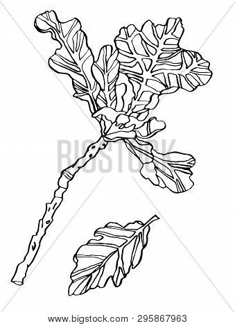 Decorative Vector Illustration Oak Leaves With Streaky On White Background