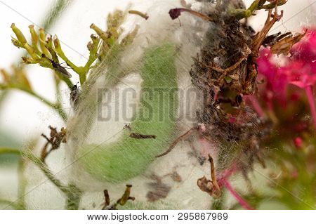 Large Green Moth Caterpillar Spinning A Cocoon Preparing To Pupate. The Silken Mesh Protective Case 