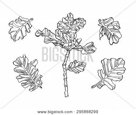 Decorative Vector Illustration Oak Leaves With Streaky On White Background