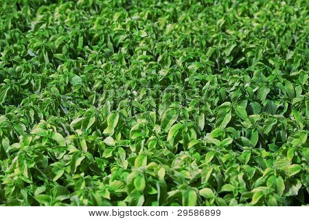 Menta