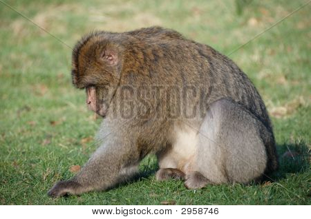 Barbary makak