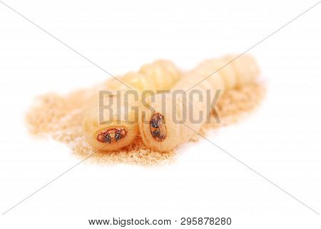 Larva Bark Beetle (scolytinae). Larva Of Bark Beetles Legless Isolated On White Background.