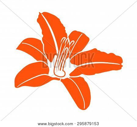 Vector Daylily Flower Isolated On White Background