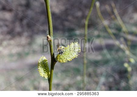 Active Work Of Bees To Collect Pollen From Willow Flowers.