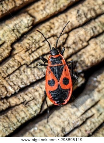 A Bug, Fire Bug Or Beetle On A Plant