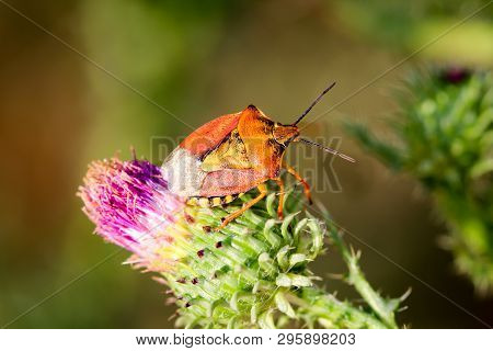 Close-up Of A Bug On A Plant