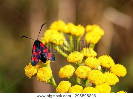 Close-up Of A Butterfly, Rambling On A Plant