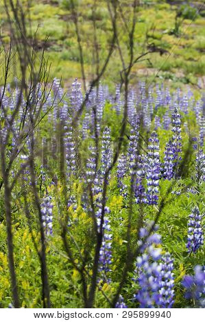 Purple Lupine Flowers Overtake Burned Brush In Superbloom After California Fires.