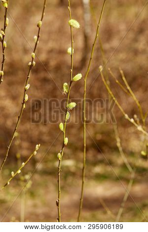 Active Work Of Bees To Collect Pollen From Willow Flowers.