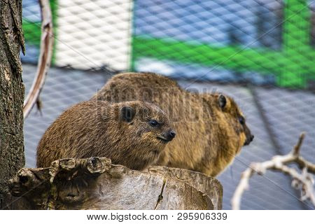 Rock Hyrax, Procavia Capensis. Rare Interesting Mammal.