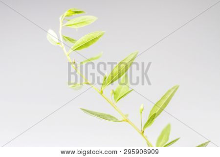Green Goji Leaves On A White Background
